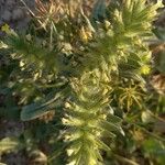 Arnebia decumbens Flower