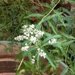 Aloysia citrodoraᱵᱟᱦᱟ