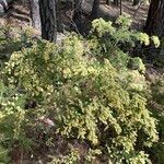 Acacia verticillata Облик