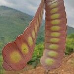 Entada leptostachya Fruit