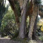 Yucca filifera Bark