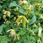 Clematis orientalis Flower