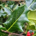 Ilex aquifolium Folio