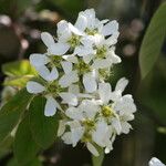 Amelanchier stolonifera Kukka