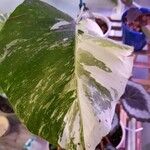 Monstera AlboLeaf