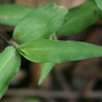 Commelina diffusa Leaf