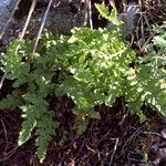 Woodsia ilvensis Leaf