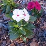 Catharanthus coriaceus Flor