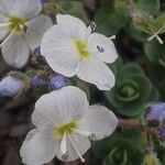Veronica repens Flower