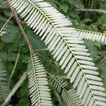 Sesbania bispinosa Hoja