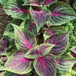 Coleus decurrensList