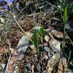 Scilla monophyllos Leaf