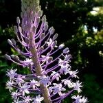 Nectaroscilla hyacinthoides Flor