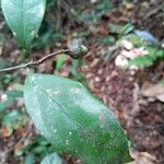 Aniba citrifolia Yaprak