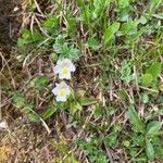 Pinguicula alpina Flor