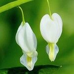 Lamprocapnos spectabilis Flower
