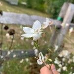 Oenothera lindheimeriÇiçek