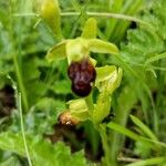 Ophrys fuscaFlower