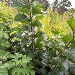 Nauclea latifolia Folio