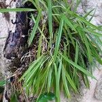 Brassavola nodosa Leaf