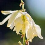 Yucca flaccida Цветок
