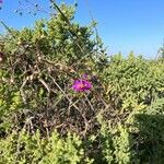Talinum portulacifolium Kvet