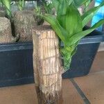 Dracaena fragrans List