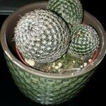 Mammillaria matudae Blatt