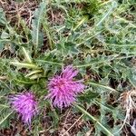 Cirsium acaulon (L.) Scop.Flor