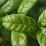 Combretum constrictum Leaf