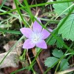 Campanula patulaKukka