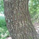 Quercus petraea Кора
