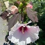 Hibiscus moscheutosFlower