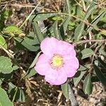 Rosa arkansana Flower