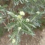 Anthyllis barba-jovis 花