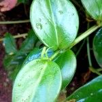 Peperomia scandens Leaf