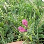 Vicia monantha برگ