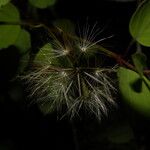 Porophyllum punctatum Fruit