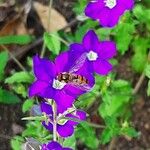 Legousia speculum-veneris Blüte