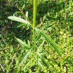 Verbena officinalisLeaf