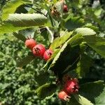 Crataegus coccinea Fruit