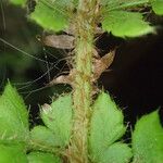 Polystichum sinense Övriga