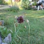 Allium carinatum Cvet