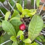 Synsepalum dulcificum Fruit