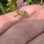 Cuphea ericoides Blomst