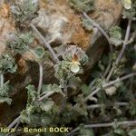 Teucrium freynii Otro