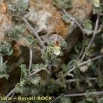 Teucrium freynii Other