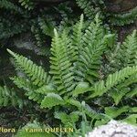 Asplenium obovatum Arall