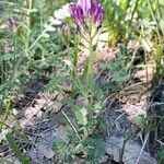 Astragalus hypoglottis Habitus