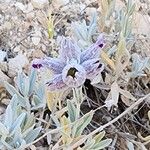 Stachys inflata Frutto